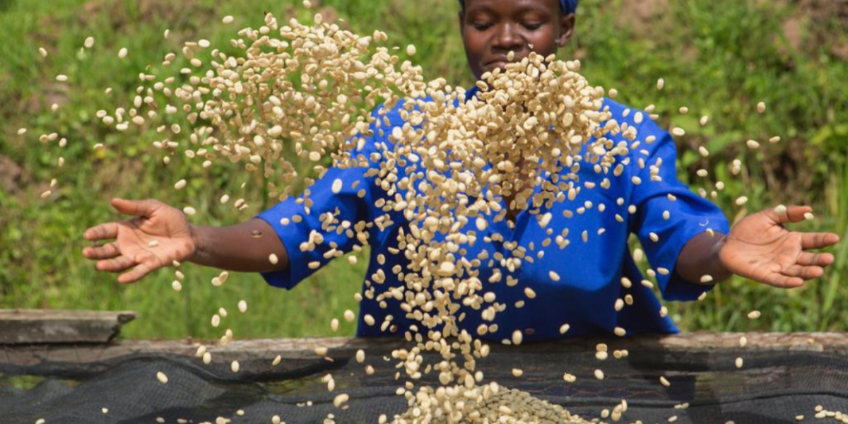 📰 While #coffee’s origins are rooted in African history, its farmers and the Black diaspora have not been fairly represented in the industry; something coffee purveyors, importers, and a global coalition are pushing to the forefront.
 bit.ly/2Rl31zd