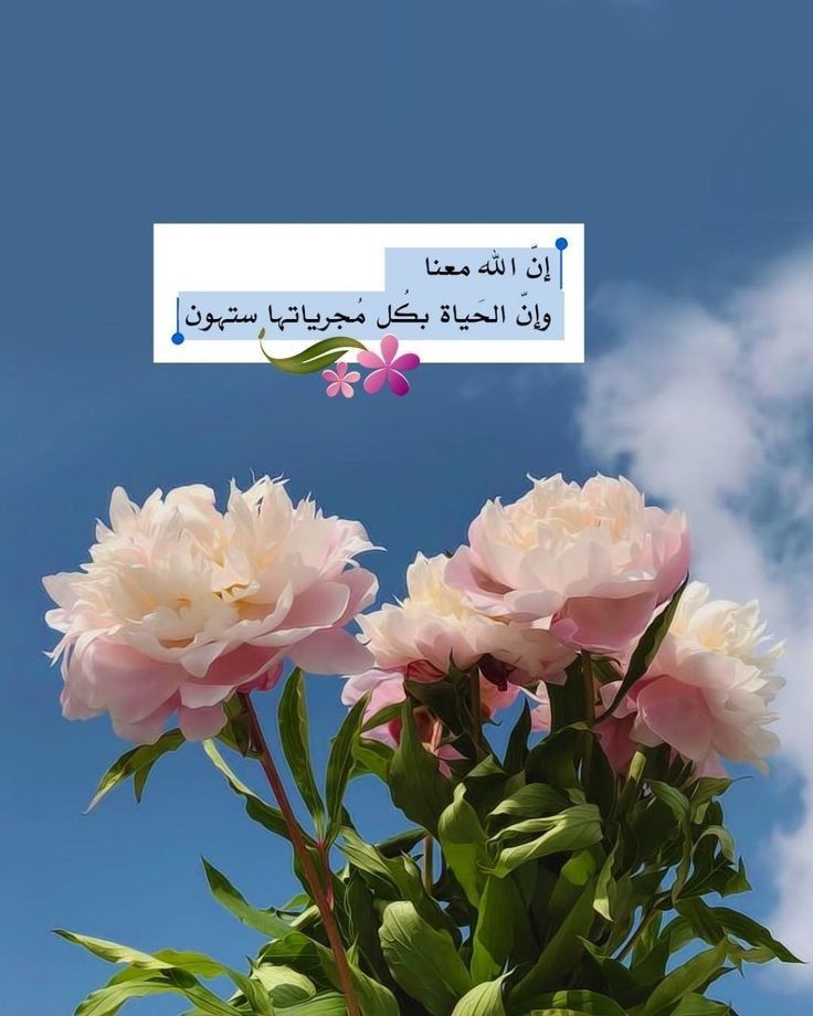 وﻳُﺨﻴﻞ ﻟﻚ ﺑﺄﻧﻚ ﺿﺎﺋﻊ ﺑﻴﻦ كركبة ﺍﻷيام، ﻭﺍﻟﻠﻪ ﻳﺪﺑﺮ ﻟﻚ أمرًا ﻟﻮ علمته لبكيت فرحًا💚🌿