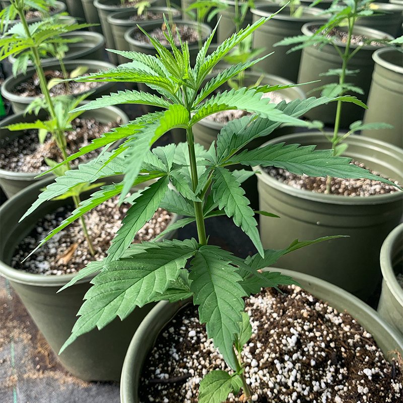 ML Green World tweet media