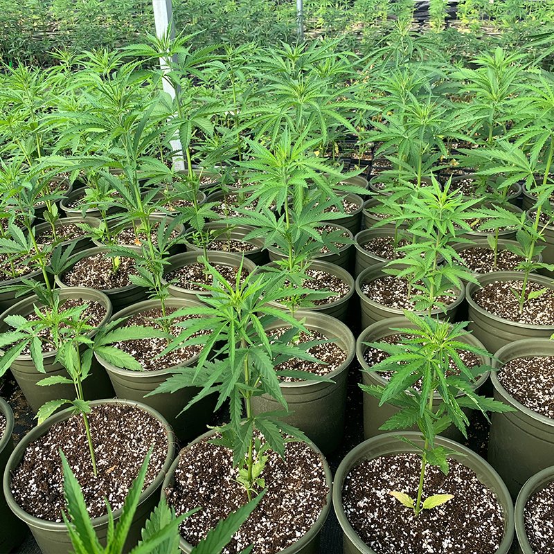 ML Green World tweet media