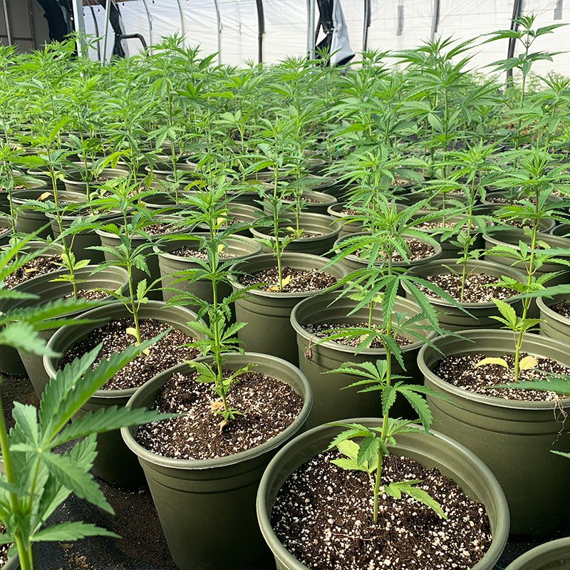 ML Green World tweet media