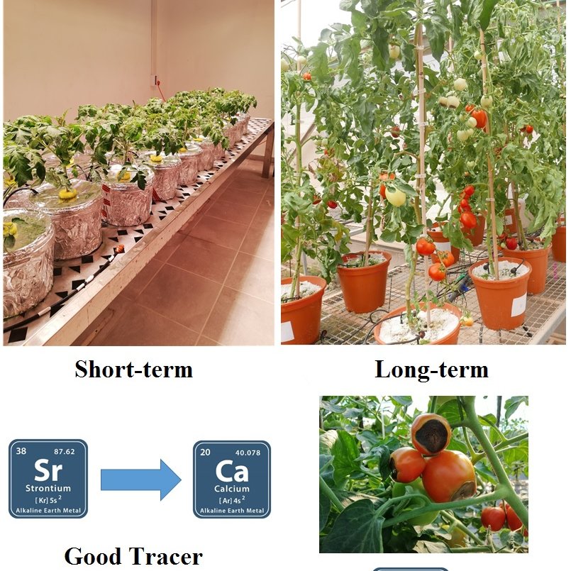 Strontium as a Tracer for Calcium: Uptake, Transport and Partitioning Within Tomato Plants

Check out Petar's new paper: 
link.springer.com/article/10.100…