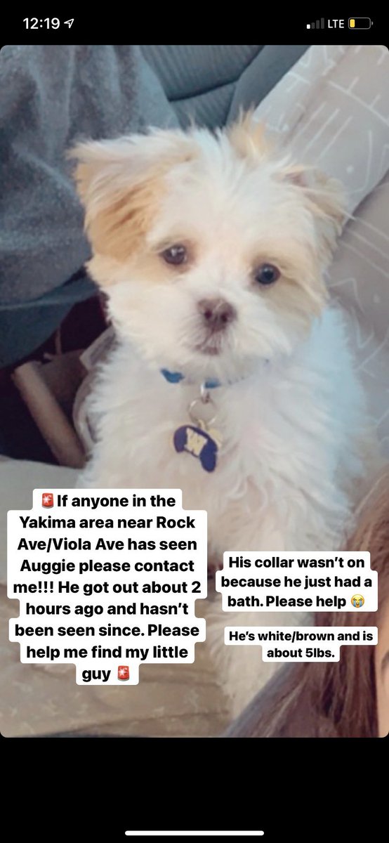 kaylacelesteriv's tweet photo. 🚨🚨Please help me find my puppy!!!🚨🚨 https://t.co/JyZEGrp9QT