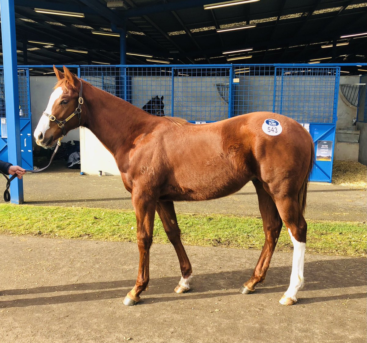 Really happy to purchase LOT 543 at the <a href="/inglis_sales/">Inglis</a> Great Southern Weanling Sale in partnership with Silverdale Farm for 250K.

This colt by <a href="/NewgateFarm/">Newgate</a> based stallion Capitalist was beautifully presented by <a href="/widdenstud/">Widden</a> and was a stand out for us on type and pedigree! 🐎