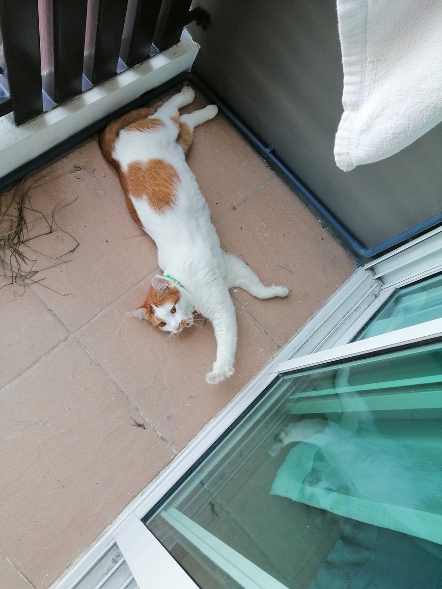 ฝากด้วยนะคะ  ใครพบเจอแมวตัวผู้สีขาวน้ำตาล  น้องตกใจเสียงระเบิดหายออกจากบ้านไป  อยู่หมู่บ้านพาทิโอ น้องชื่อดั๊ฟฟี่ มีปลอกคอสีเขียว ตอนนี้เจ้าของต้องอพยบถ้าเจ้าหน้าที่/ใครเ้จอน้องช่วยดูแลน้องด้วยนะคะ #โรงงานกิ่งแก้วไฟไหม้