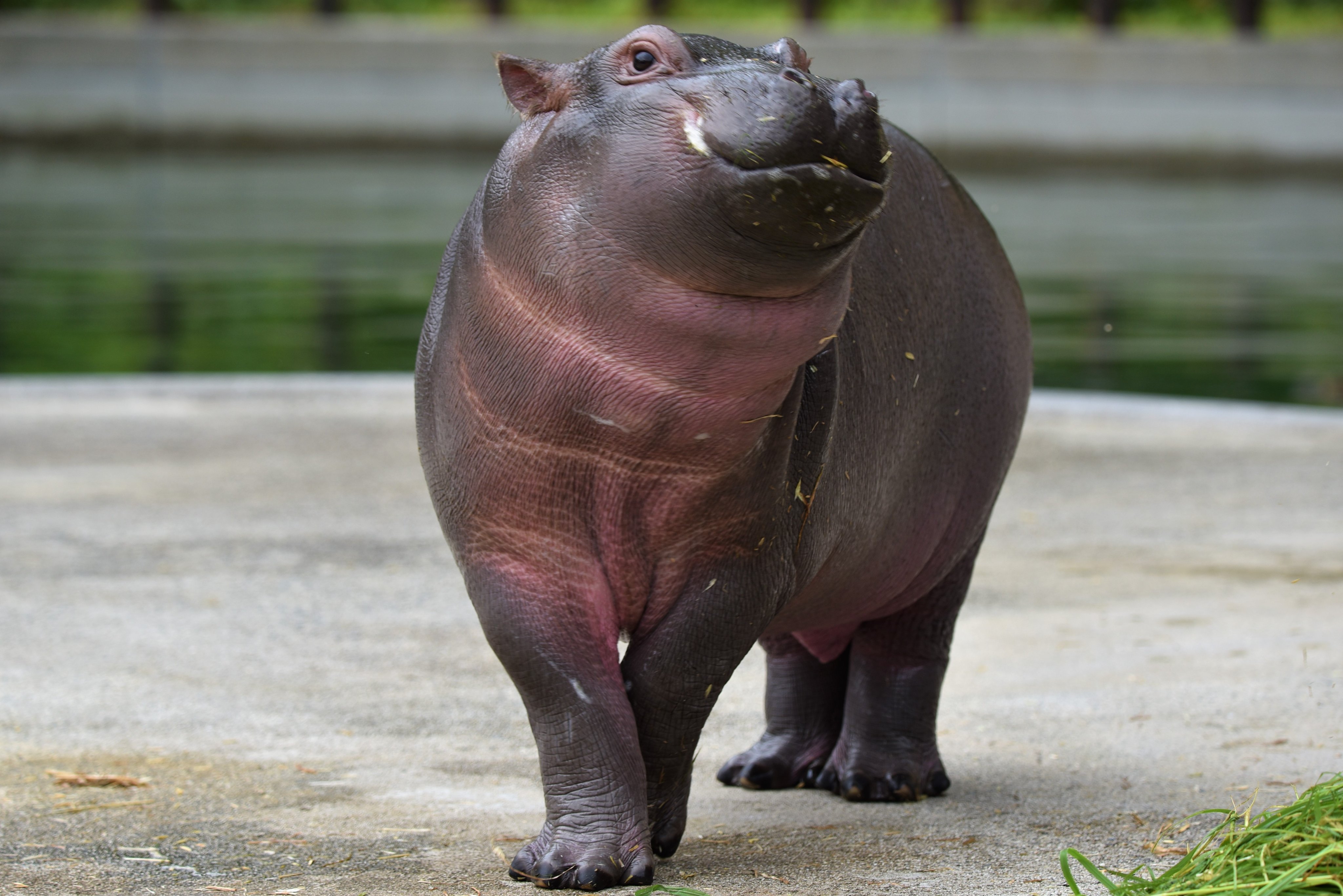 愛媛県立とべ動物園 公式 カバの赤ちゃん の個体情報 名前 まんぷく 生年月日 21年4月23日 性別 オス 体重 約50 推定 体長 90 6月末時点 体高 55 6月末時点 両親 父 ハグラー 母 ミミ 開園日は 屋内