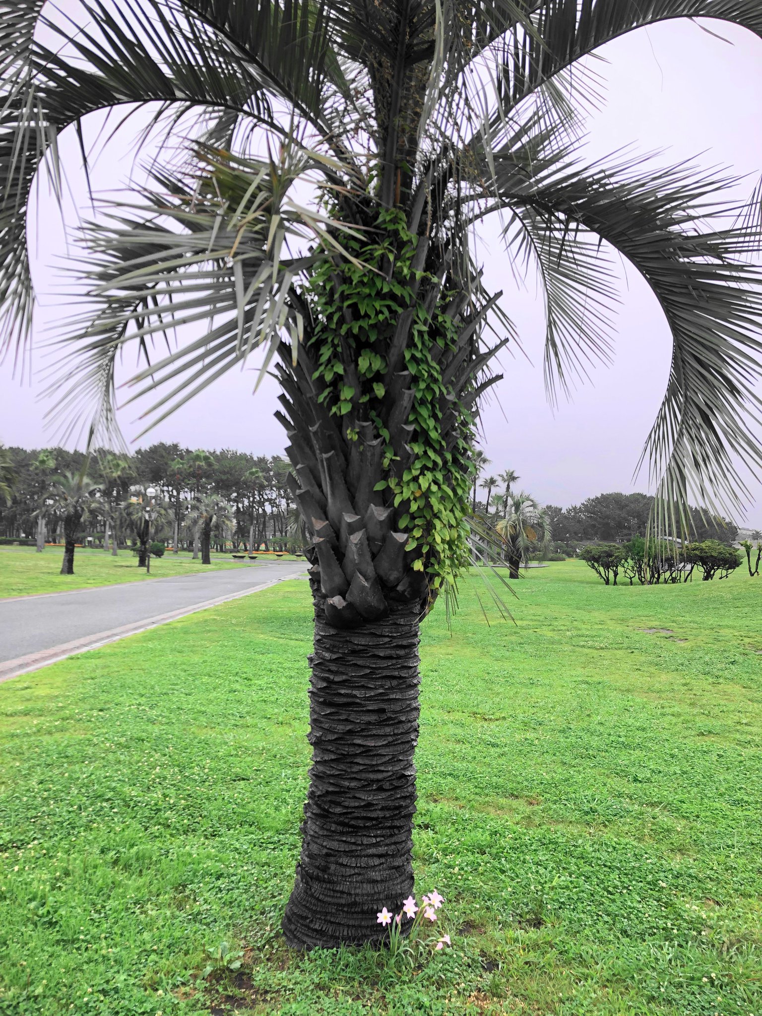 ココスヤシ(太め)再投稿