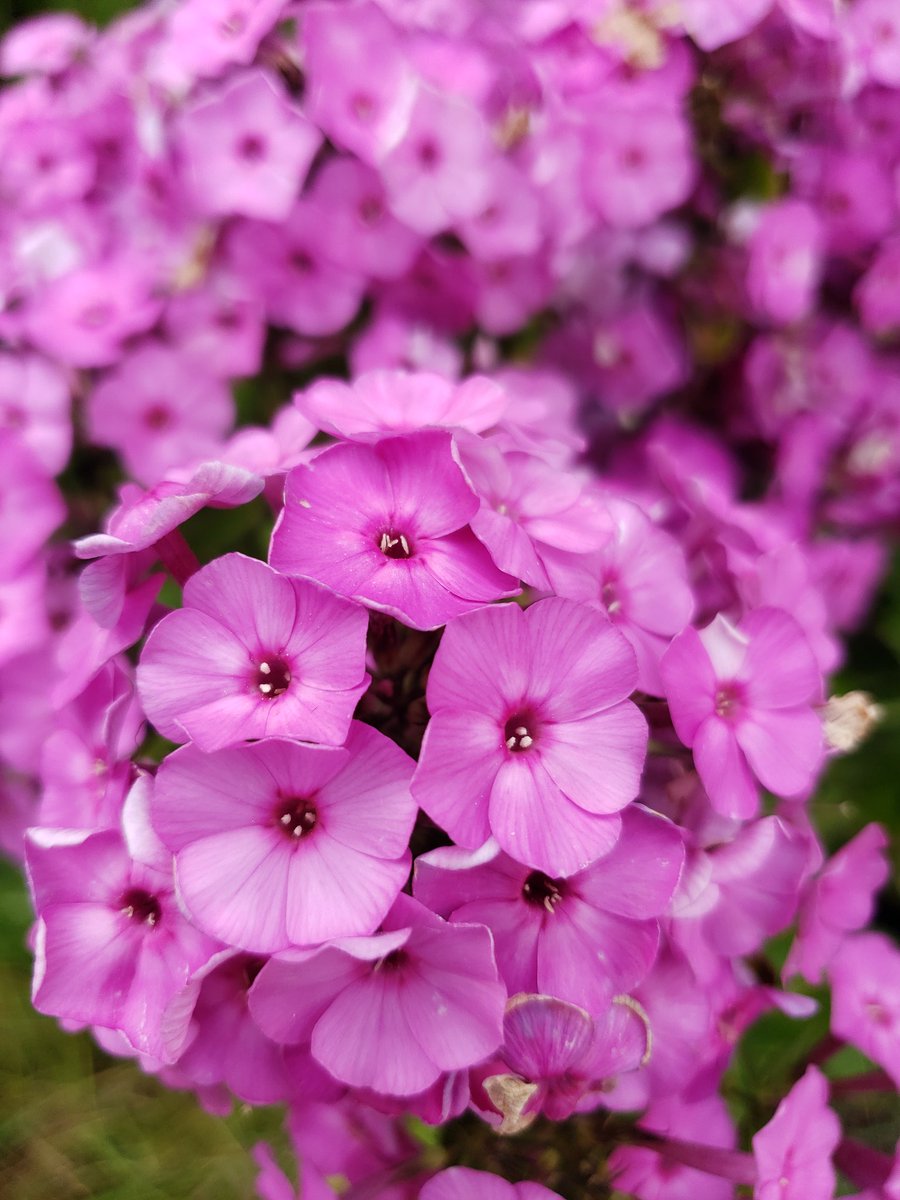 DianaCejasMD's tweet photo. Again the flowers have decided to show out for my #CancerVersary / #StrokeVersary https://t.co/g4NqzwzCvV