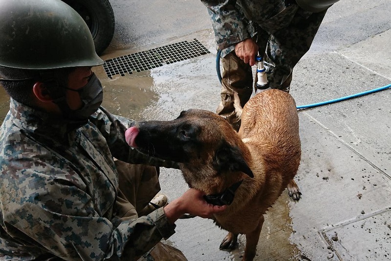 活動中の災害救助犬
捜索を終え、リフレッシュ中
#浜松基地 
#災害派遣