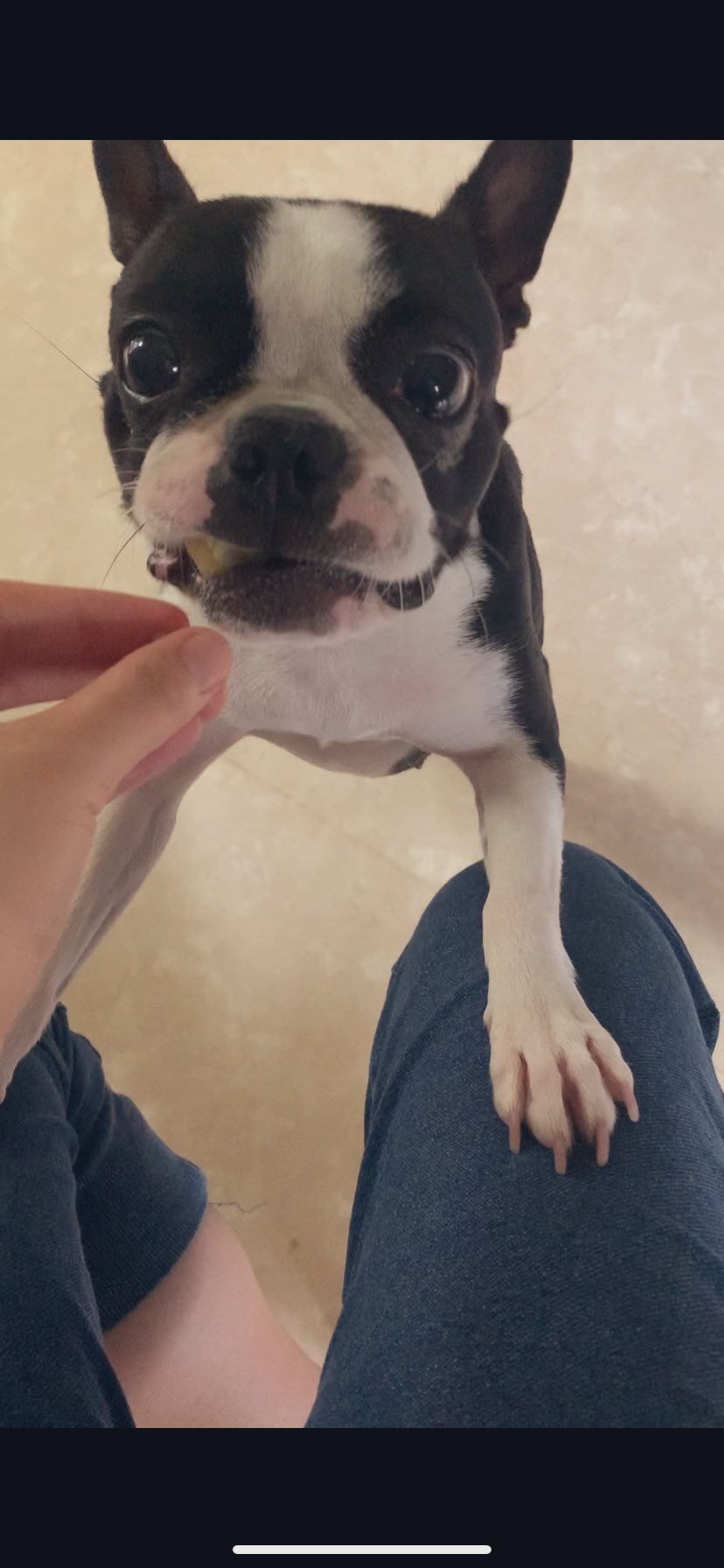 しじみ目ボストンテリアのオセロ٩ ᐛ و うちのオセロとかいうクッソ可愛い犬wwwwwwwww なんj T Co 98ekswfssw Twitter