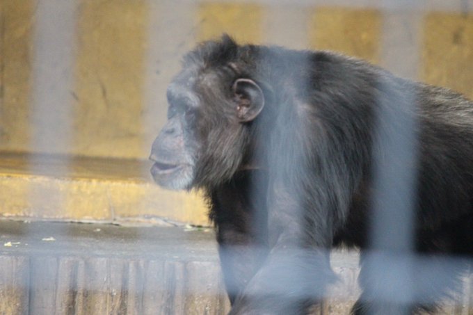 静岡市立日本平動物園 on X: 静岡市立日本平動物園 on X: