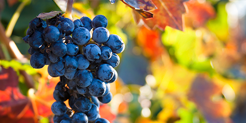 Teresa Torcasio, Zoe Vise and Adam Den discuss a recent infringement notice issued by the ACCC against a grape trading company in relation to its 'place of origin' claims. Click here: bit.ly/36ggaxI