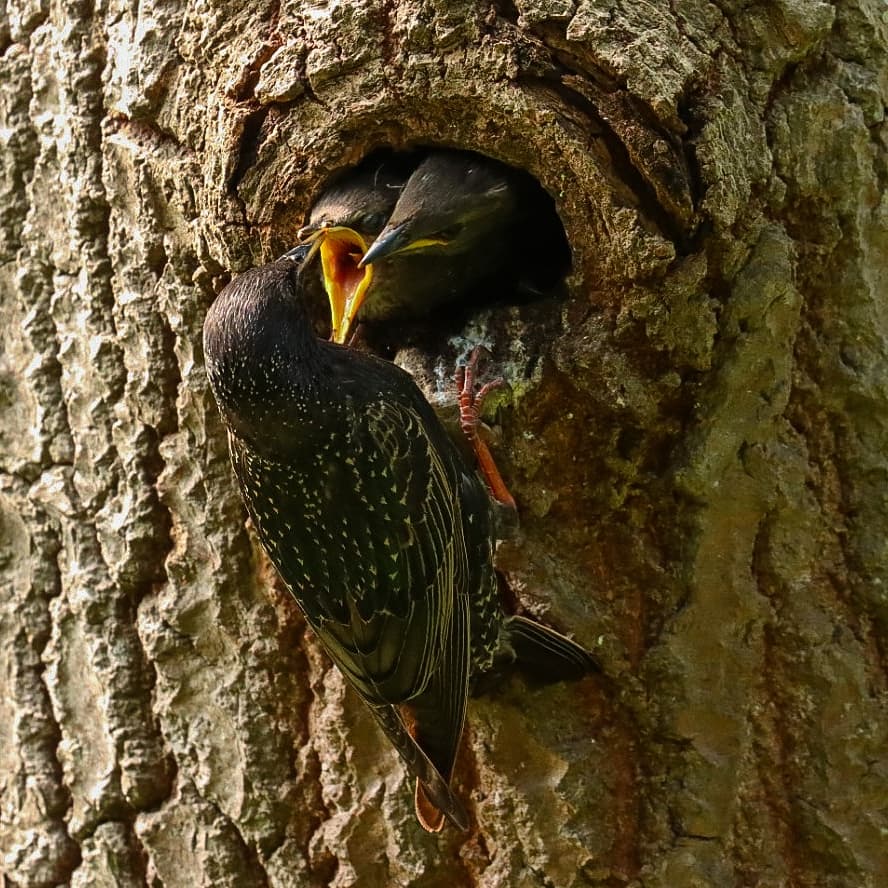 Anne83190328's tweet photo. #Spreeuwen gezin in #Meijendel. Hard werken voor moeder, zulke hongerlappen thuis. 
Wat zijn het toch mooie (en ondergewaardeerde!) #vogels, met hun glanzende veren! 

#spreeuw #starling #birds #vogelskijken #birdwatching

@vogelnieuws @NPHollandsduin @detapuit https://t.co/HxjGcjBfIZ