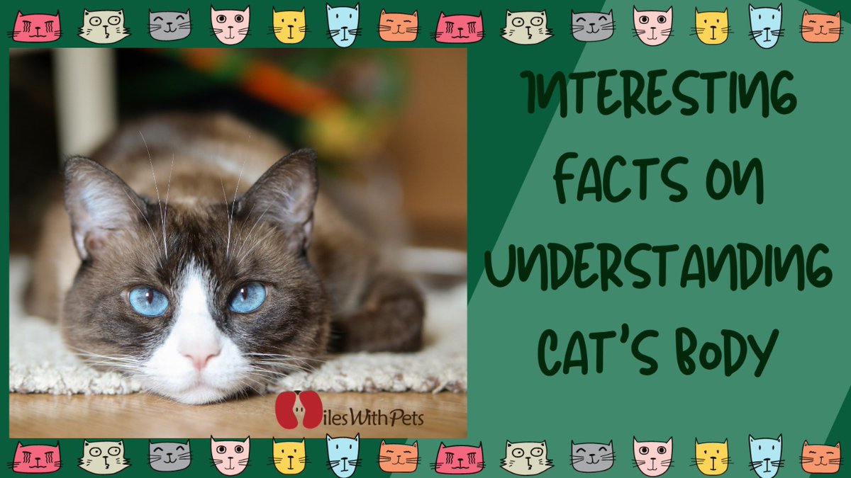 miles_pets's tweet photo. Interesting Facts On Understanding Cat’s Body
Cats are the cutest pets ever. I know there will be many who disagree with me, but what can I possibly do.
https://t.co/cGgAdik02h
#mileswithpets #pets #cats #bodylanguage #catcare #petlife #petcats #petlove #catsbody #CatsOfTwitter https://t.co/RbwD8Rr5aF