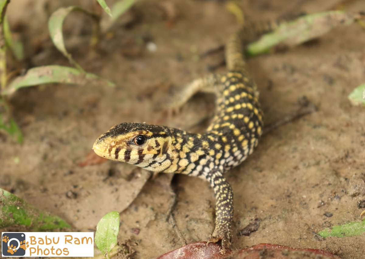 1baburam's tweet photo. This cute creature is a juvenile #YellowMonitorLizard (𝑽𝒂𝒓𝒂𝒏𝒖𝒔 𝒇𝒍𝒂𝒗𝒆𝒔𝒄𝒆𝒏𝒔), one of the protected #reptile in #Nepal 
#herpetofauna https://t.co/UUrl70XzzV
