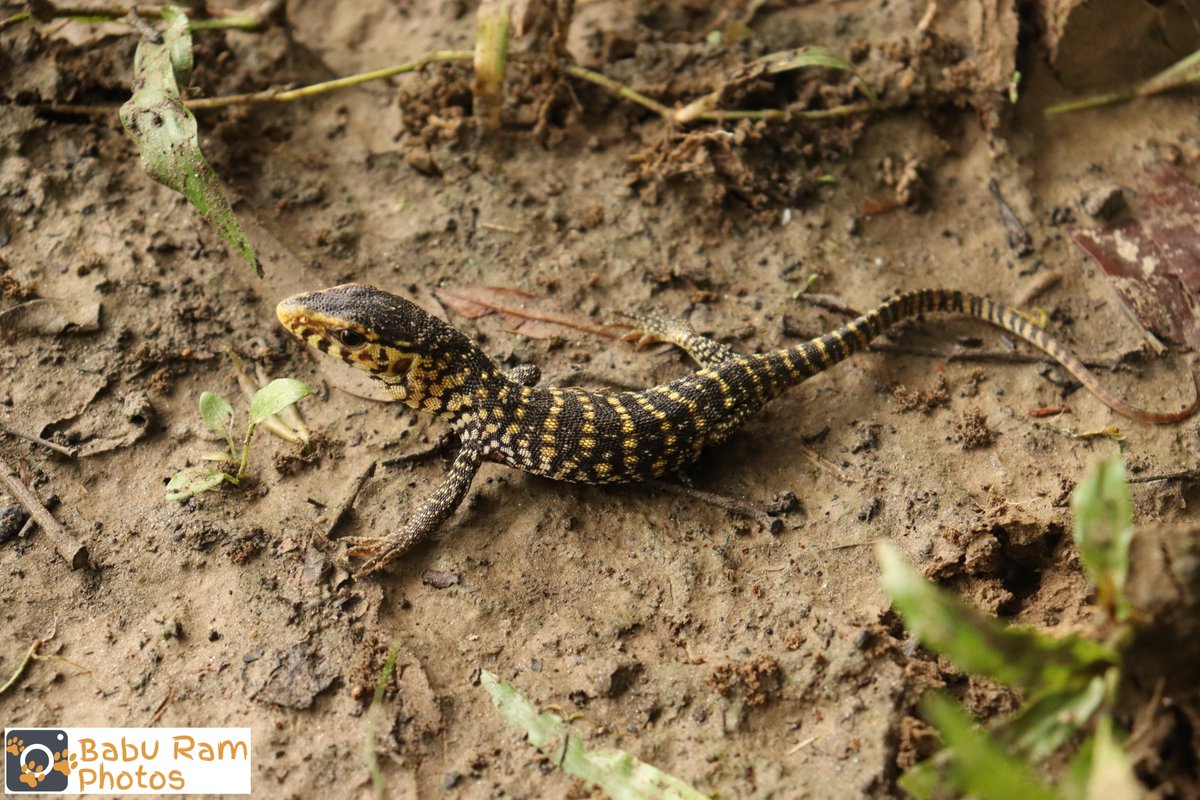 1baburam's tweet photo. This cute creature is a juvenile #YellowMonitorLizard (𝑽𝒂𝒓𝒂𝒏𝒖𝒔 𝒇𝒍𝒂𝒗𝒆𝒔𝒄𝒆𝒏𝒔), one of the protected #reptile in #Nepal 
#herpetofauna https://t.co/UUrl70XzzV