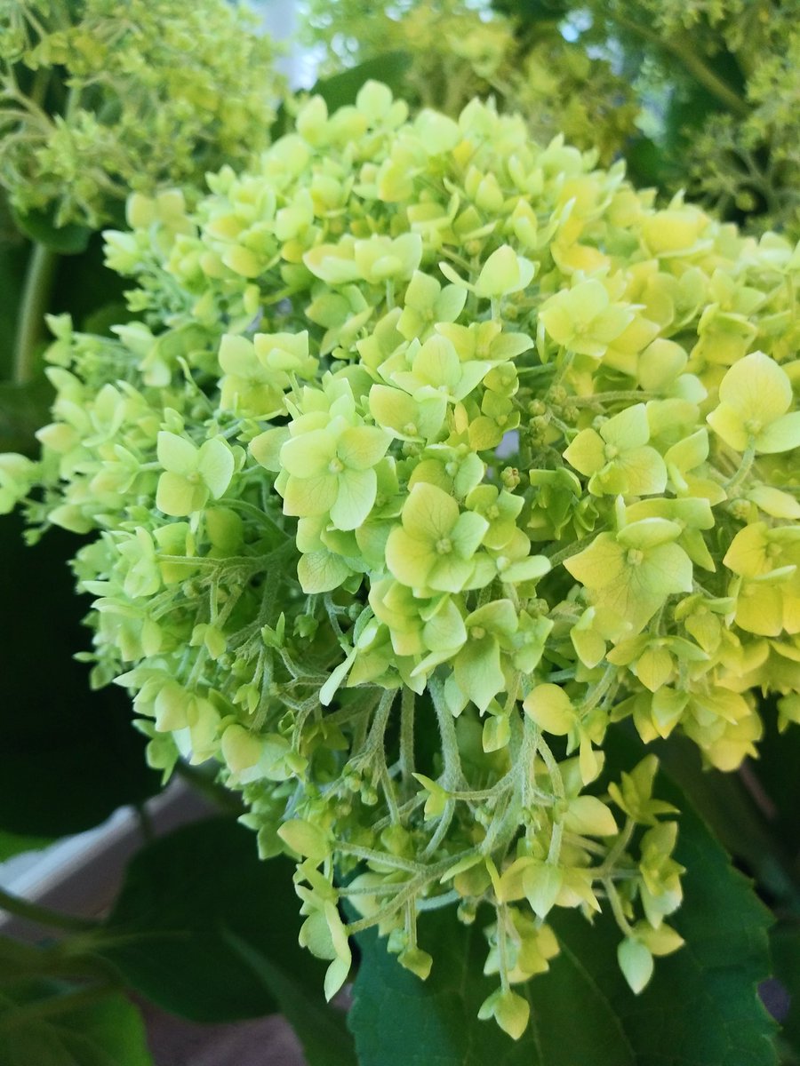 花屋の花子 V Twitter 今日は雨降りなんだから 部屋干しの決心が 時折の陽射しに騙され二度も出し入れしてしまった 洗濯物の話です アナベル 切り花です 花屋の花子 練馬 桜台 今日は部屋干し アナベル 花屋の花子 V Twitter 今日は雨降りなんだから 部屋干しの決心が 時折の陽射しに騙され二度も出し入れしてしまった 洗濯物の話です アナベル 切り花です 花屋の花子 練馬 桜台 今日は部屋干し アナベル