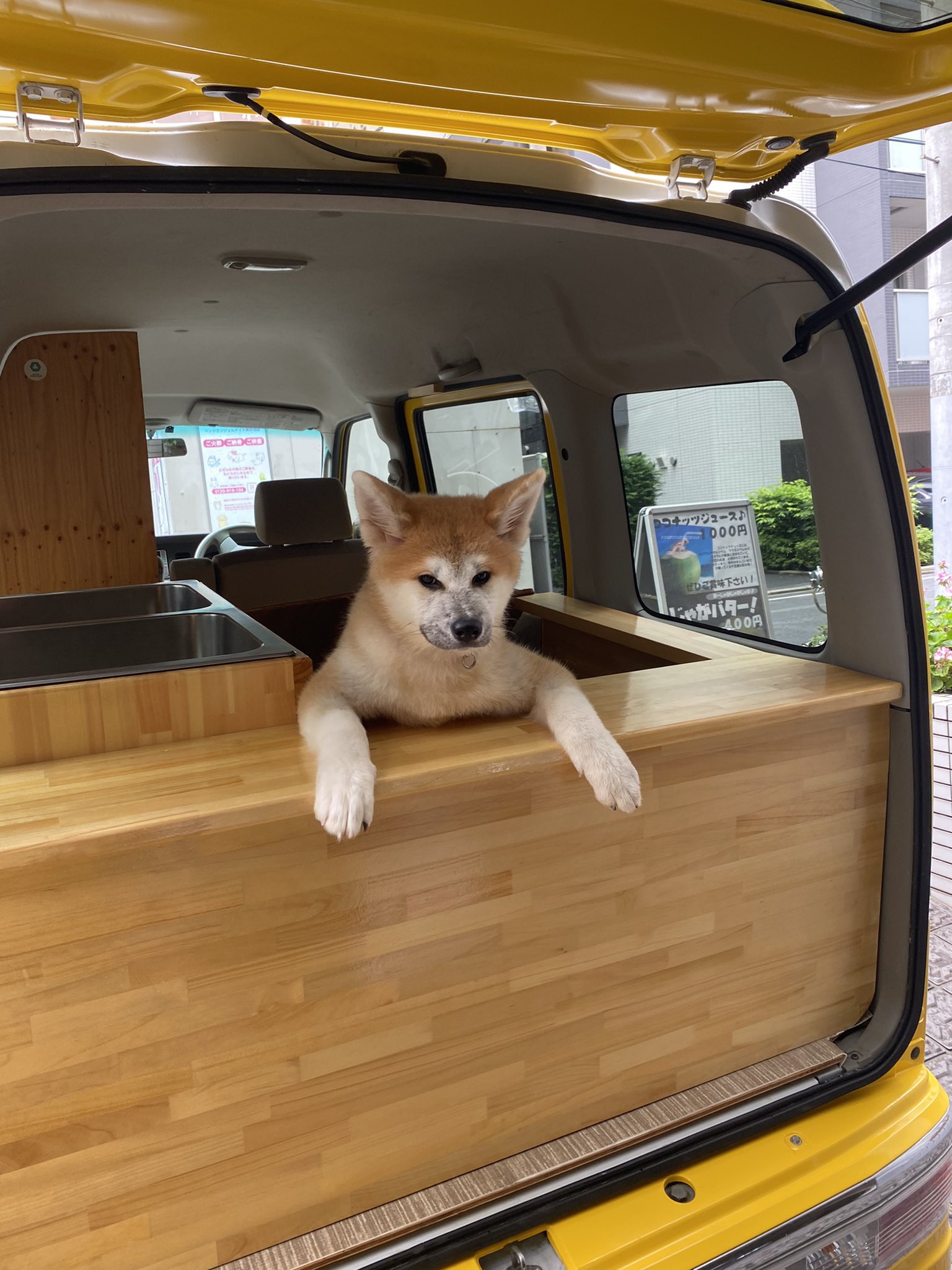 フロリダ亭 キッチンカー始動します 池袋以外でも移動販売を行いますので ランチタイムにフロリダ亭のバナナリーフカレーをお気軽にお召し上がりになれます ひなちゃんによる厳重なチェックもクリアして 準備は万端です 街中でお見かけの際にはぜひ