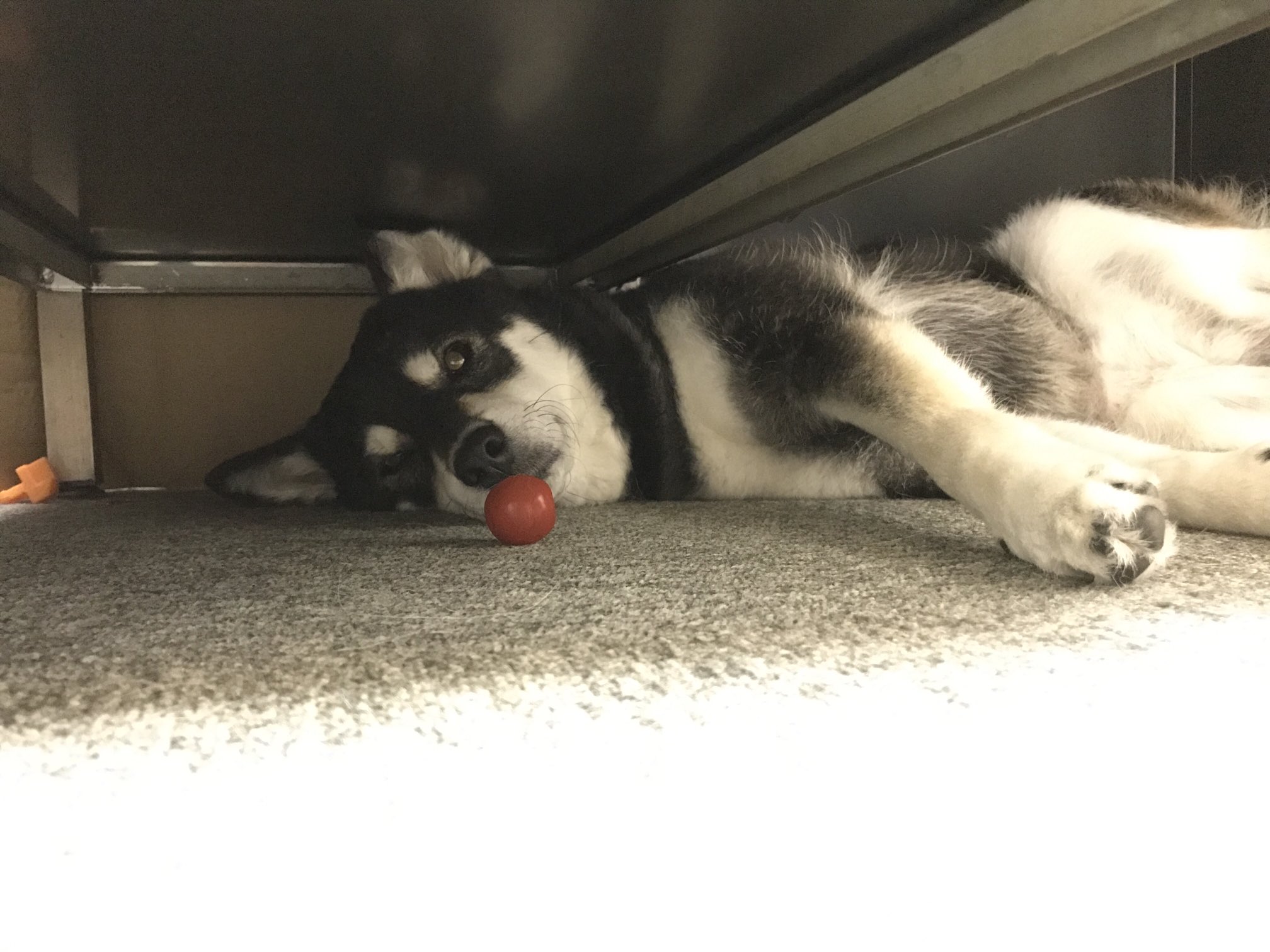 Sakura T Al Twitter プチトマトあげたらデスクの下に持っていって大事にしてます なかなか食べない 笑 保護犬 黒柴風 なかなか食べない T Co Ezfgbvtq3d Twitter