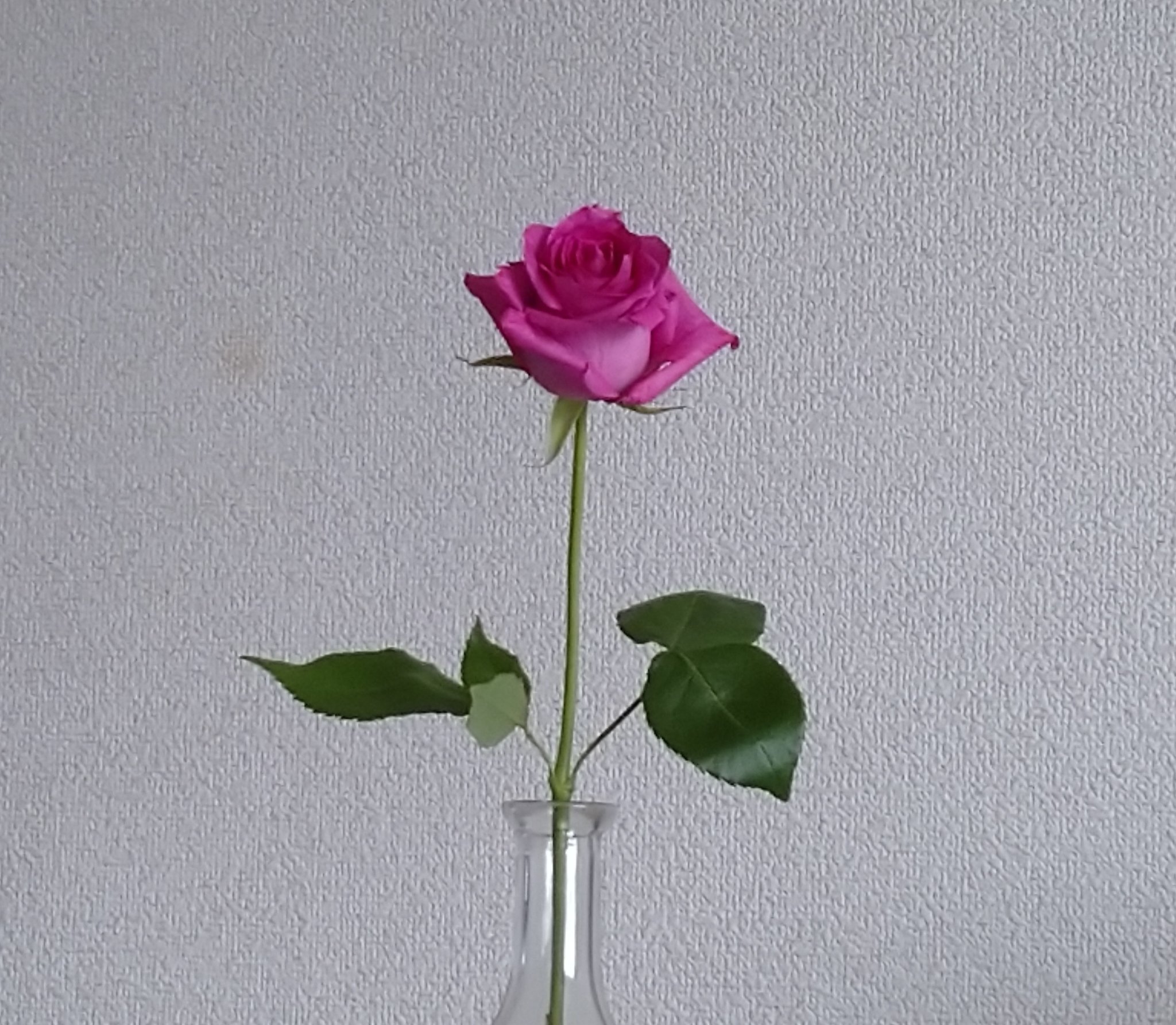 薔薇一輪 Twitter Search Twitter