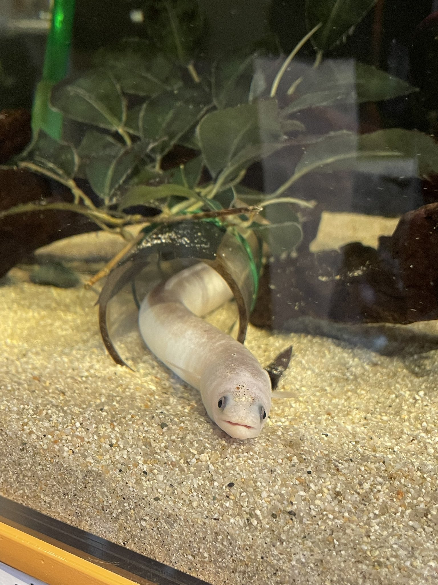 モリパンダ うなぎは嫌いだけど 水族館にいたこの子は可愛い W かごしま水族館 白いうなぎ T Co qjkehiqv Twitter