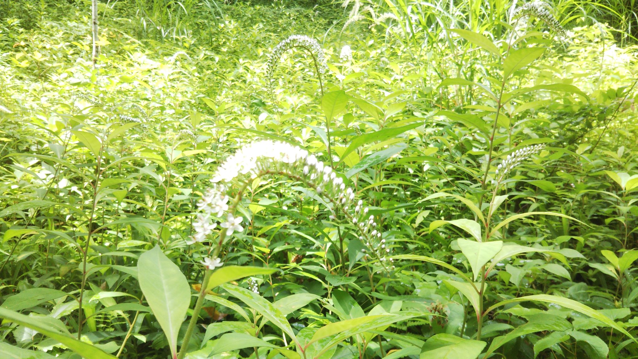 大國神社 サクラソウ科の多年草 オカトラノオが咲いています 花序を虎の尾に見立てたとか 地下茎を長く伸ばして増えるのですね 花言葉は 忠実 T Co 4jcla2qizy Twitter