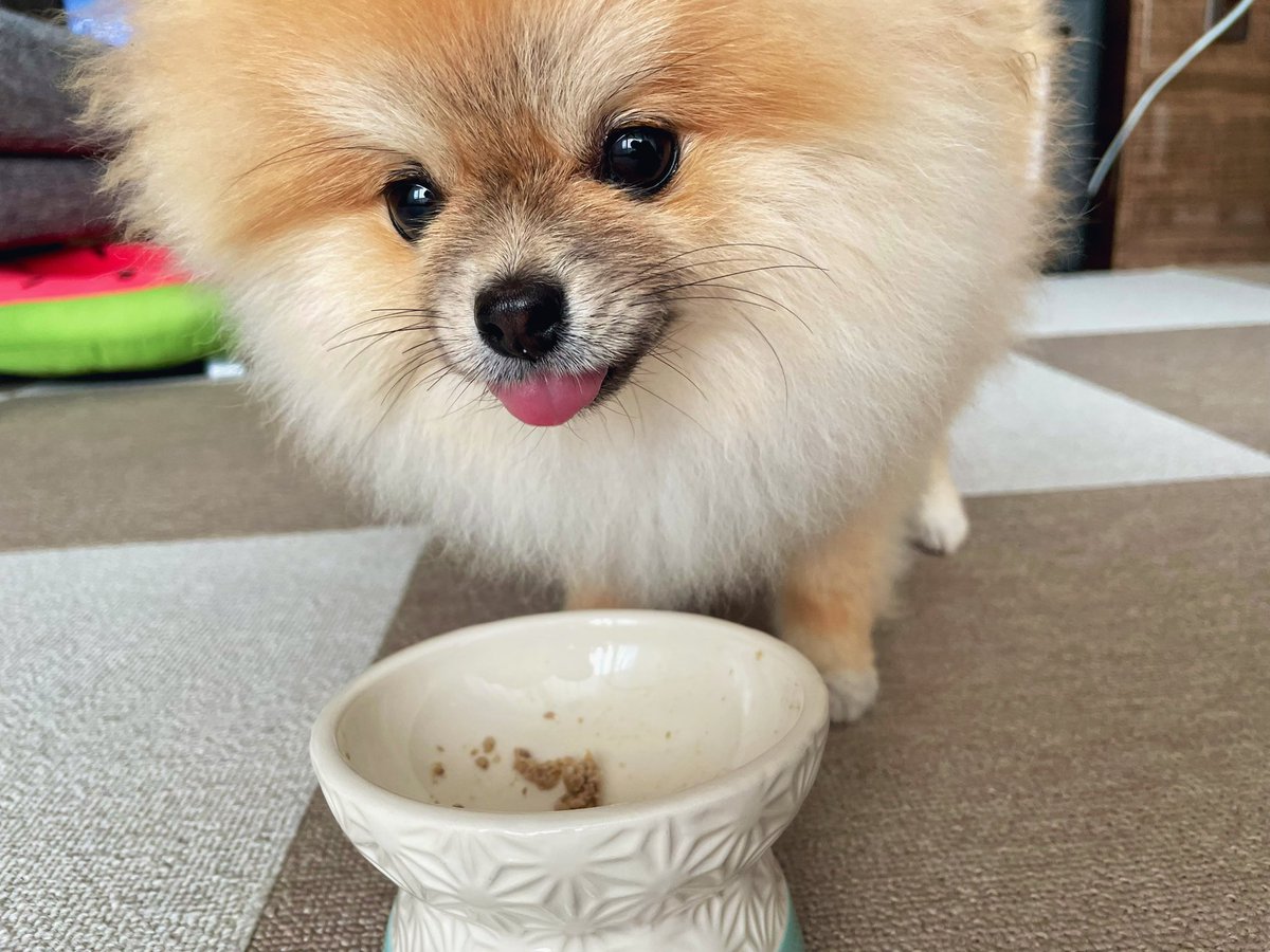 ポメラニアンのジレンマ 来客が嬉しくて無自覚ディフェンスと化したワンコがかわいすぎてつらい なんやこのモコモコの妖精は 2ページ目 Togetter