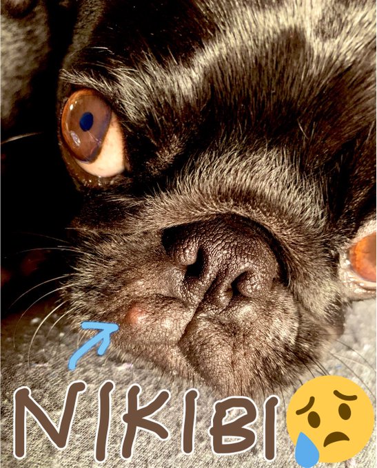 まあた！！！ できちゃったのね&hellip;😢😱😭🥺 #pug #ぱぐにきび https://t.co/GoGwGchqWb<a href="/tag/pug"class="tags">#pug</a><a href="/tag/%E3%81%B1%E3%81%90%E3%81%AB%E3%81%8D%E3%81%B3"class="tags">#ぱぐにきび</a>