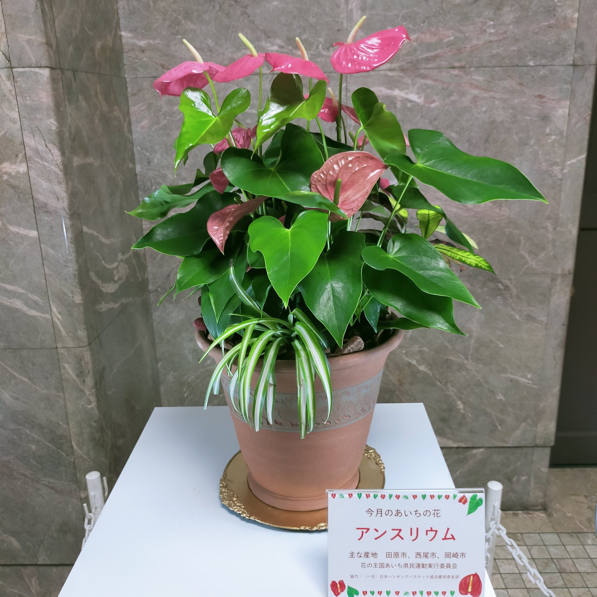 大村秀章 記者会見で披露した7月のあいちの花 アンスリウム の寄せ植えです 本日から2週間程度 愛知県庁本庁舎に展示します また 産地である田原市 西尾市 岡崎市の庁舎及び中部国際空港 豊橋駅コンコースでも アンスリウムを展示します
