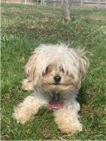 LostDogsIL's tweet photo. #Lost #BigRock #IL (Granart Road, Big Rock near Big Rock Forest Preserve) Sage - Female - Maltipoo - Tan/Grey. Phone: (970) 270-4946 if seen or found. Shy/timid/fearful. Please do not call or chase Sage; may cause Sage to bolt or run in fear. #KaneCo. 60… https://t.co/yAIbouJddp https://t.co/Wut7KDFsUs