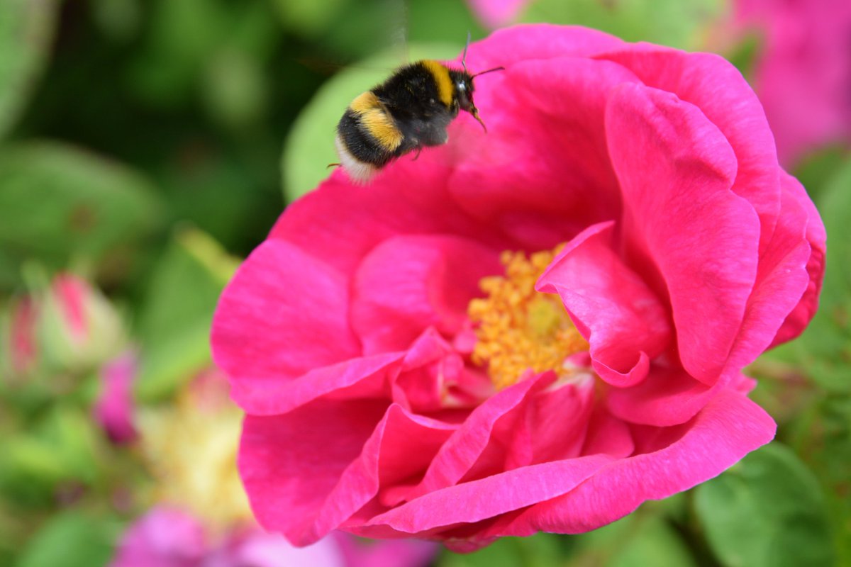 Dibbz86's tweet image. Garden views 

#homeview #swansea 🐝🌸🏴󠁧󠁢󠁷󠁬󠁳󠁿

@Sa4Magazine @S4Ctywydd @Ruth_ITV @kelseyredmore @CTywydd @meganeleri @SteffGriff @allyhumphreys @BBCSpringwatch @BBCCountryfile @CountryfileMag