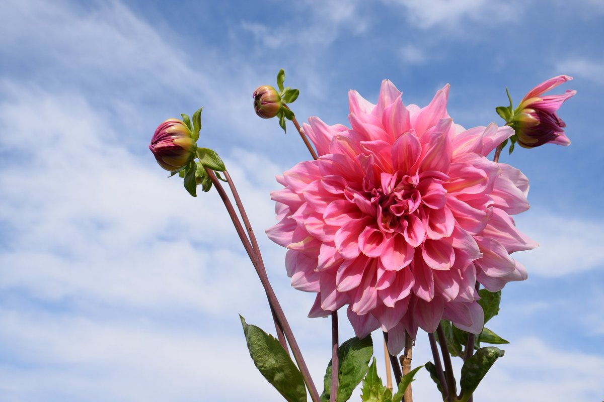 Dibbz86's tweet image. Garden views 

#homeview #swansea 🐝🌸🏴󠁧󠁢󠁷󠁬󠁳󠁿

@Sa4Magazine @S4Ctywydd @Ruth_ITV @kelseyredmore @CTywydd @meganeleri @SteffGriff @allyhumphreys @BBCSpringwatch @BBCCountryfile @CountryfileMag