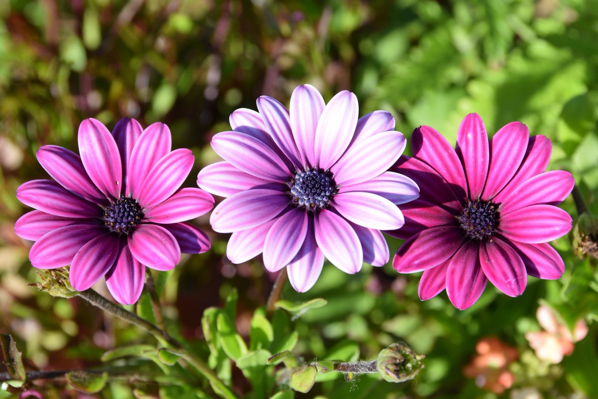 Dibbz86's tweet image. Garden views 

#homeview #swansea 🐝🌸🏴󠁧󠁢󠁷󠁬󠁳󠁿

@Sa4Magazine @S4Ctywydd @Ruth_ITV @kelseyredmore @CTywydd @meganeleri @SteffGriff @allyhumphreys @BBCSpringwatch @BBCCountryfile @CountryfileMag