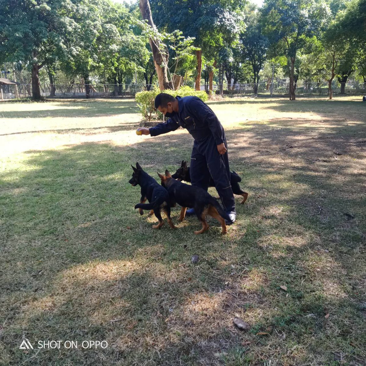 Wardog0448_18's tweet photo. การฝึก Puppy Training Program https://t.co/EesgYZiYqR
