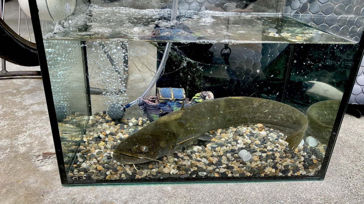 JyoBassFishing's tweet photo. 久しぶりの釣りは、ナマジーだった https://t.co/qteeFfubuf