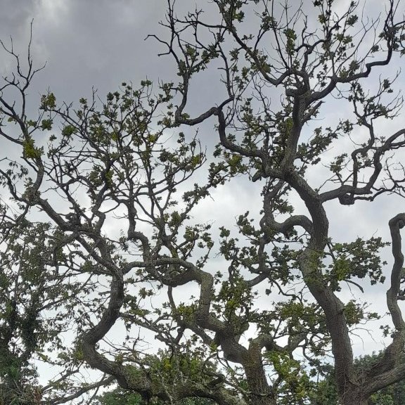 LisaBeecham3's tweet photo. New house, Oak tree in the garden that has sparse leaves and a few dead/bare branches. Any advice on remedial measures to help it along until we can afford a specialist to take a look at it would be welcome. https://t.co/ClFhxo3jVf