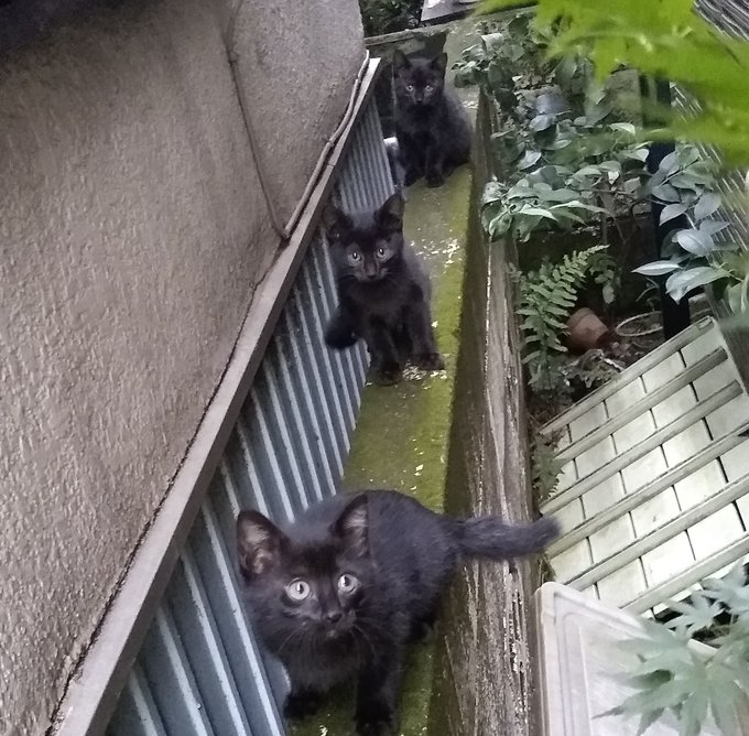 ガンダム のアイツら想起させる 黒い三連猫 が話題 絶対にかわせない Sirabee