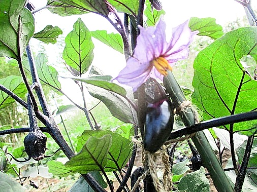 野菜と多肉のぴー農園 ナスは同一の花に雌しべと雄しべが備わっている雌雄同花 両性花 です ナスの花 は下を向いて咲くので 雌しべの柱頭が雄しべより短いと 雄しべの先端から出る花粉が雌しべにかかりません 柱頭が短い花を短花柱花 健全な花を長