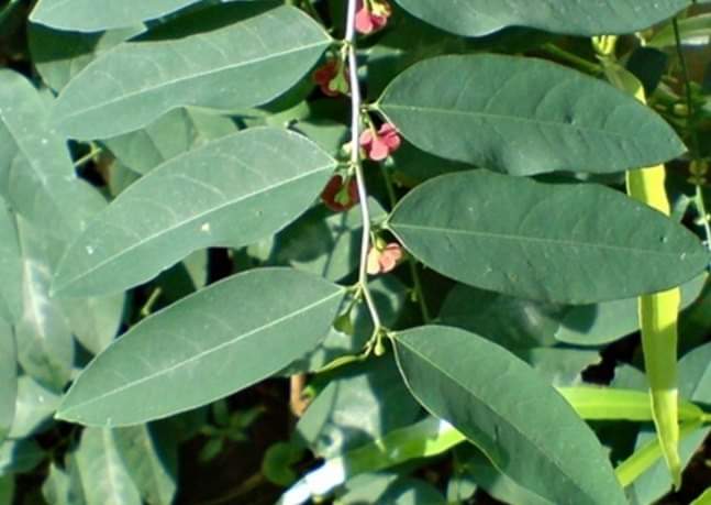 ~ Daun Katuk ~

Daun katuk (Sauropus androgynus) merupakan salah satu jenis sayur yang juga memiliki khasiat dalam menyembuhkan penyakit. Daunnya berbentuk lonjong, pangkalnya membulat, ujungnya tidak runcing, tepinya datar, tulang-tulang daunnya menyirip,