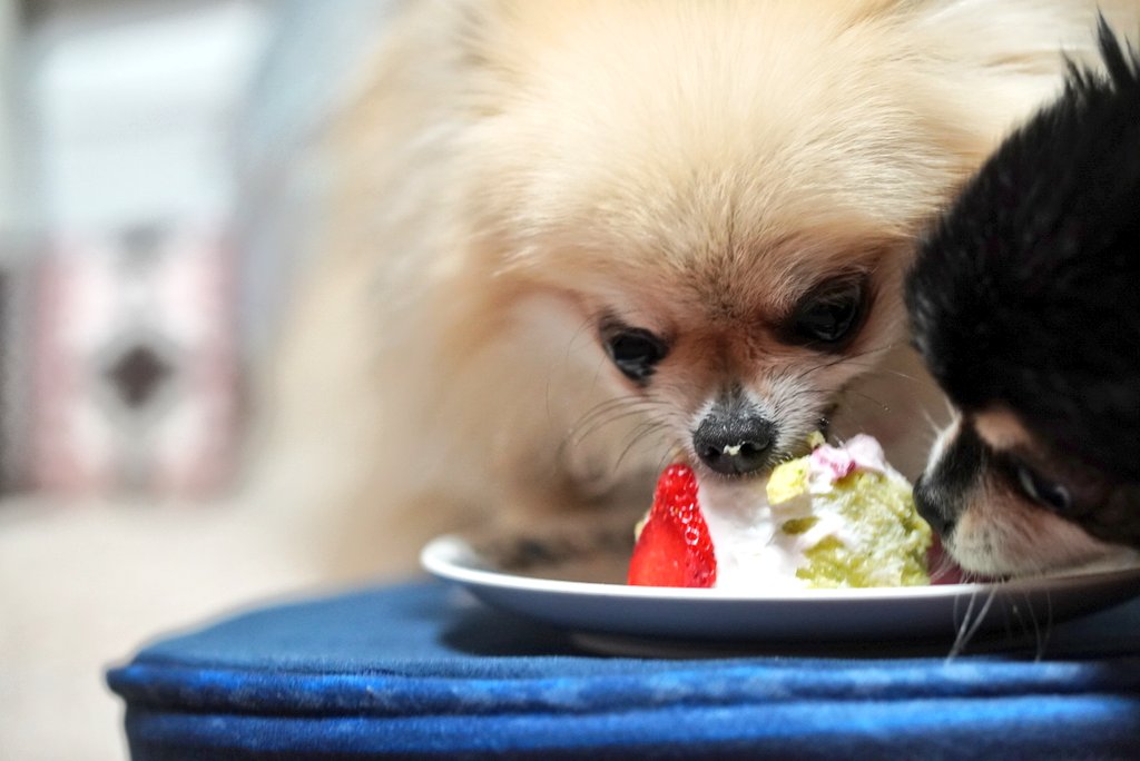 わんこ脳内メーカー Twitter Search Twitter