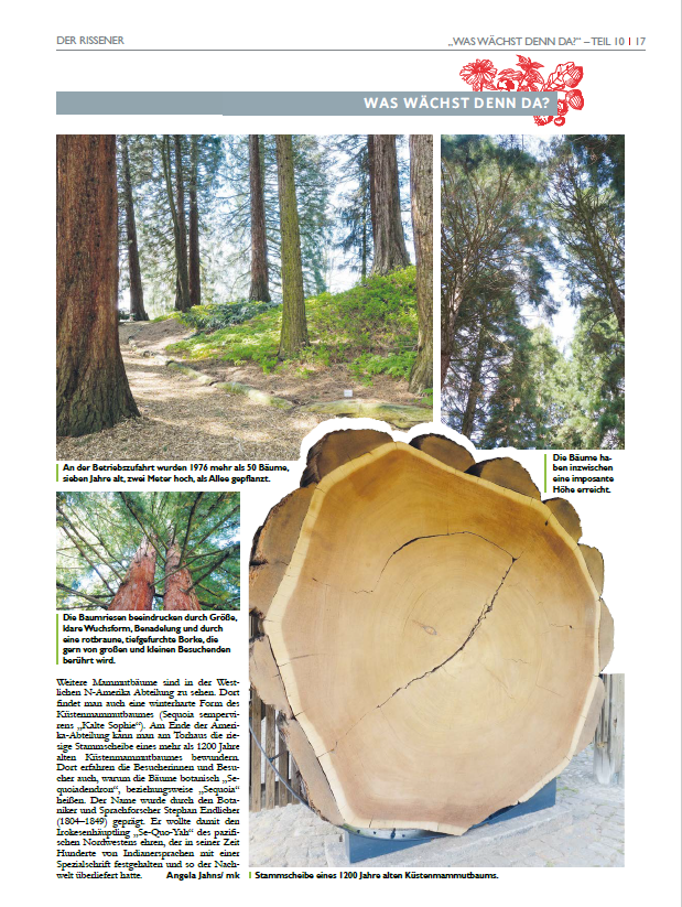 Über die interessante Geschichte der Mammutbäume im Loki-Schmidt-Garten wird in der neuen Ausgabe (Nr. 109) "Der Rissener" berichtet!
 #BotGartenHH #lokischmidtgarten
(unbezahlte und unbeauftragte Werbung)