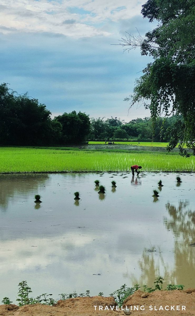 Travellingslack's tweet photo. A minor outing to the countryside of #Kamruprural from #kamrupmetro
#guwahati #kamrup #assam #ruraltourism #backyardtourism #northeast_india #monsoondiaries #monsoon https://t.co/PFKK0iHGK8