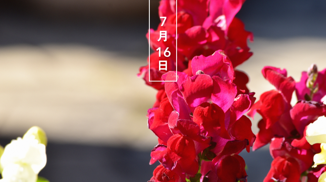 تويتر 暦生活 こよみせいかつ على تويتر ストック 赤 花の日めくり 花言葉 私を信じて アブラナ科アラセイトウ属の総称です 普通は ガーデンストックgarden Stockのことを指します 南欧原産の多年草で 和名はアラセイトウ 紫羅欄花 春 芳香の