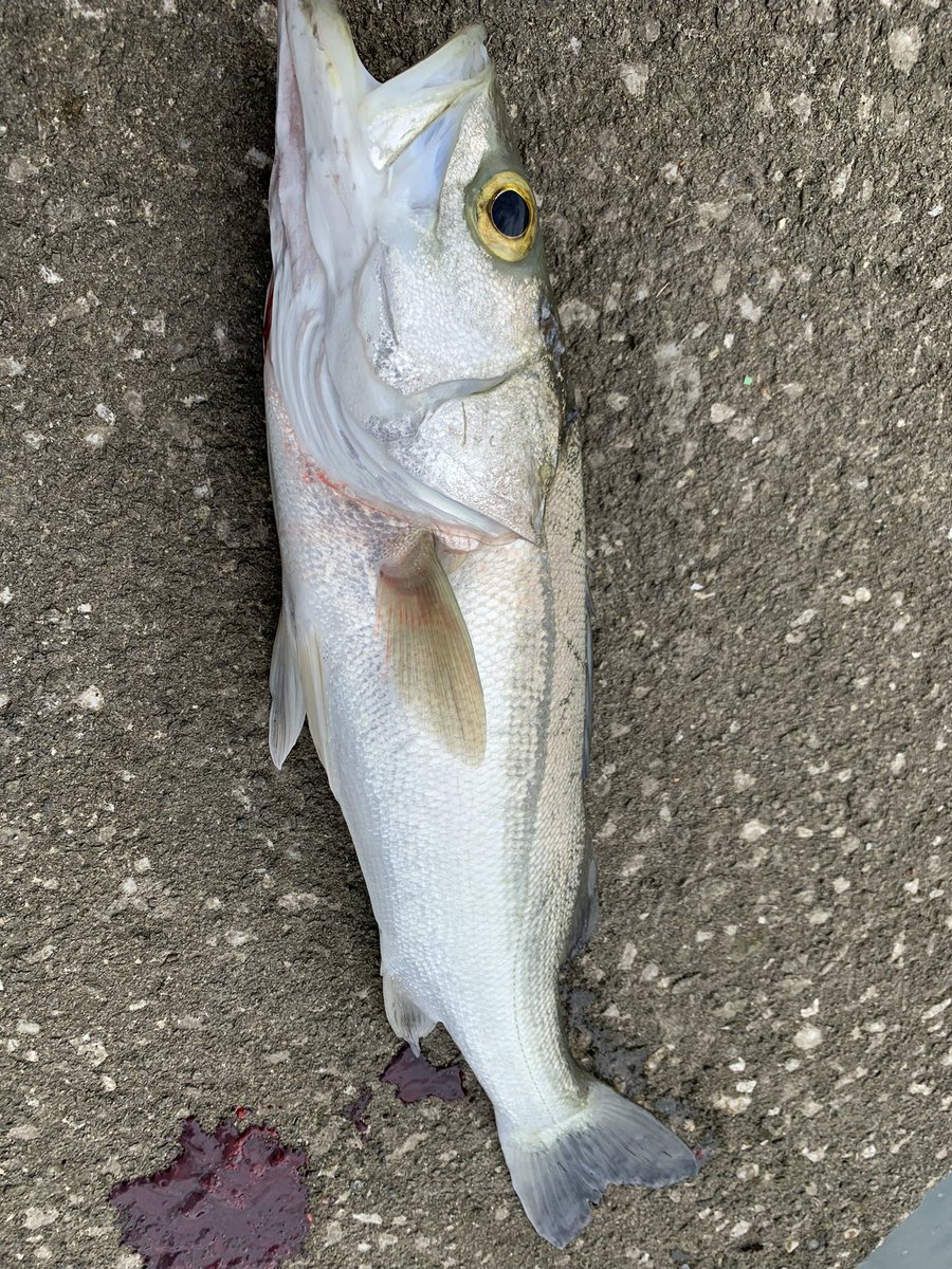 よしのん 高知の魚好き Takeshimaboys Twitter