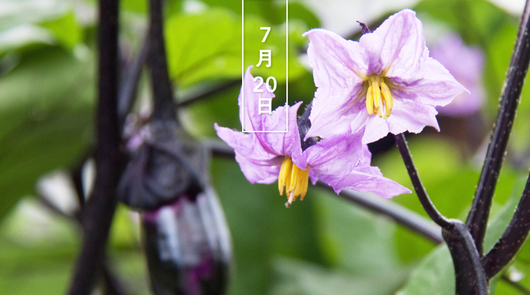 暦生活 こよみせいかつ ナス 茄子 花の日めくり 花言葉 優美 ナス科の多年草あるいは一年草で インド原産です 奈良時代に渡来しました 夏から秋に 紫の花を下向きにつけます 茎も葉脈も そして実の色も黒紫色 花言葉の由来は 紫色が高貴 暦生活 こよみせいかつ ナス 茄子 花の日めくり 花言葉 優美 ナス科の多年草あるいは一年草で インド原産です 奈良時代に渡来しました 夏から秋に 紫の花を下向きにつけます 茎も葉脈も そして実の色も黒紫色 花言葉の由来は 紫色が高貴