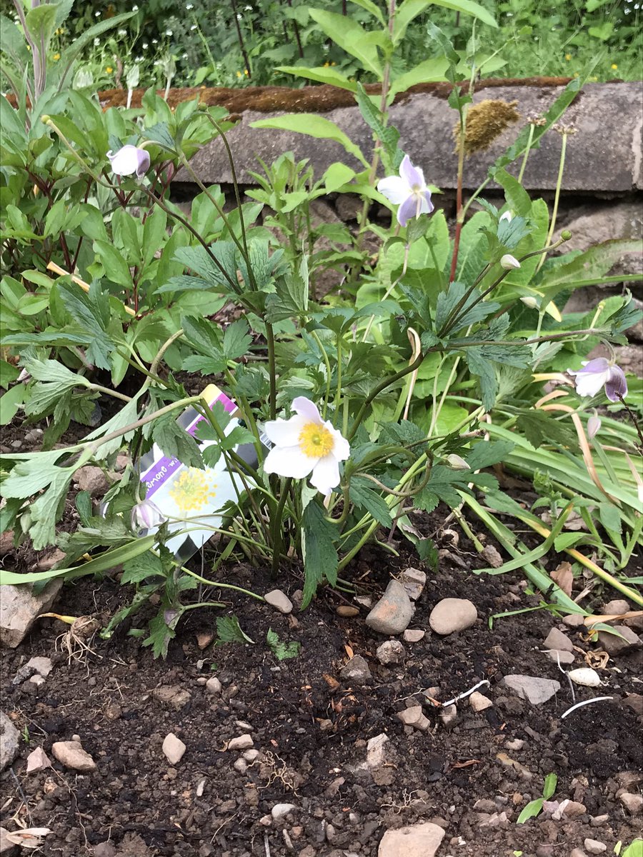 space to grow mental health growing project (@space_grow) on Twitter photo <a href="/Milhart66Ken/">🌱Ken Hartley</a> <a href="/Hugh_Cassidy/">Horti Hugh 🌱🌷🌷🌻🍄🐝</a> Planted one last month in our therapeutic garden…. The rabbits liked it though 😭😭😭🤷♀️ <a href="/Milhart66Ken/">🌱Ken Hartley</a> <a href="/Hugh_Cassidy/">Horti Hugh 🌱🌷🌷🌻🍄🐝</a> Planted one last month in our therapeutic garden…. The rabbits liked it though 😭😭😭🤷♀️