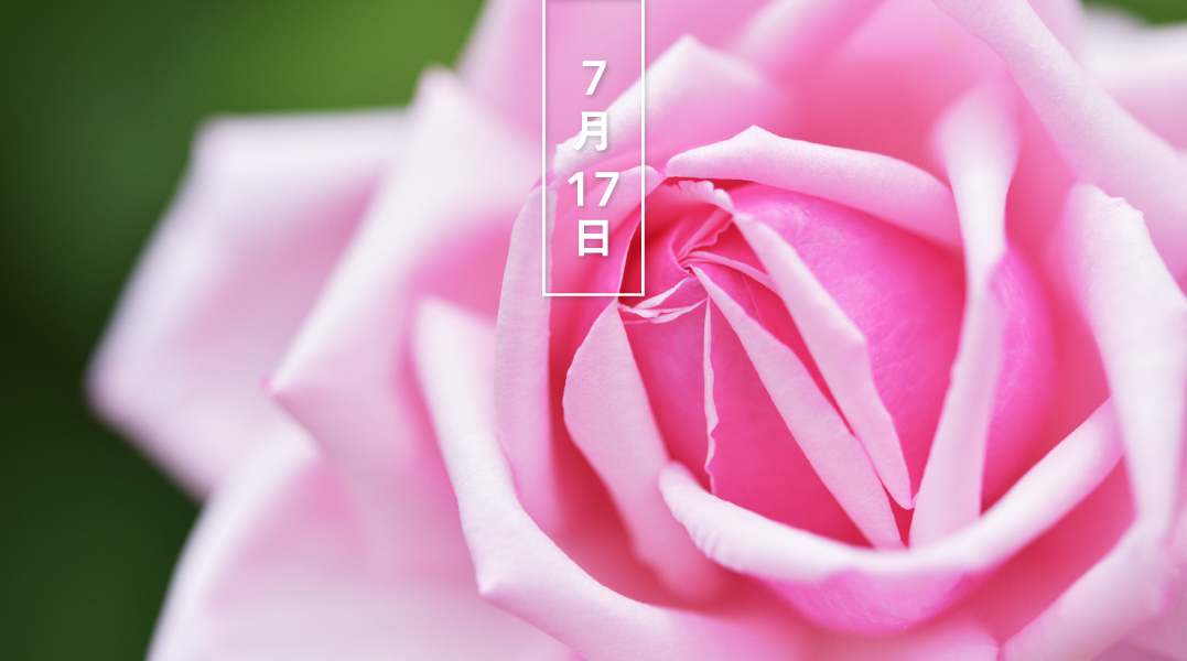 暦生活 こよみせいかつ バラ 薔薇 ピンク 花の日めくり 花言葉 気品 ピンクのバラといえば 1867年発表の ラ フランス 完全な四季咲き 大輪で バラの歴史を変えました このバラ誕生以前のものを オールドローズ 以降を モダン