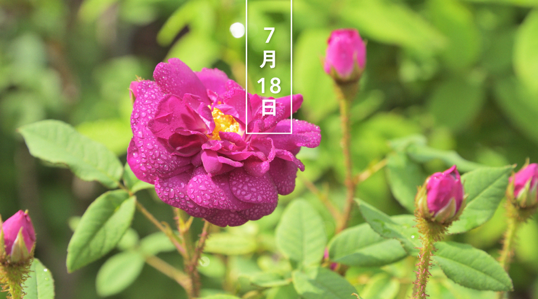 暦生活 こよみせいかつ バラ 薔薇 モスローズ 花の日めくり 花言葉 愛の告白 オールドローズ 1876年以前に作出されたバラ のモス系統の総称です 花茎やガクなどを細かい毛が覆い 初夏に八重咲きの優雅な淡紅色の花を咲かせます 苔薔薇