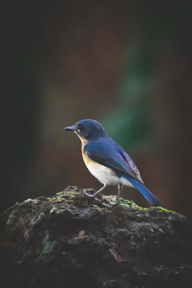 𝓣𝓲𝓬𝓴𝓮𝓵𝓵'𝓼 𝓫𝓵𝓾𝓮 𝓯𝓵𝔂𝓬𝓪𝓽𝓬𝓱𝓮𝓻, 𝓖𝓸𝓪

#IndiAves #Luv4Birds #BirdTwitter #BirdsSeenIn2021 #birdphotography
