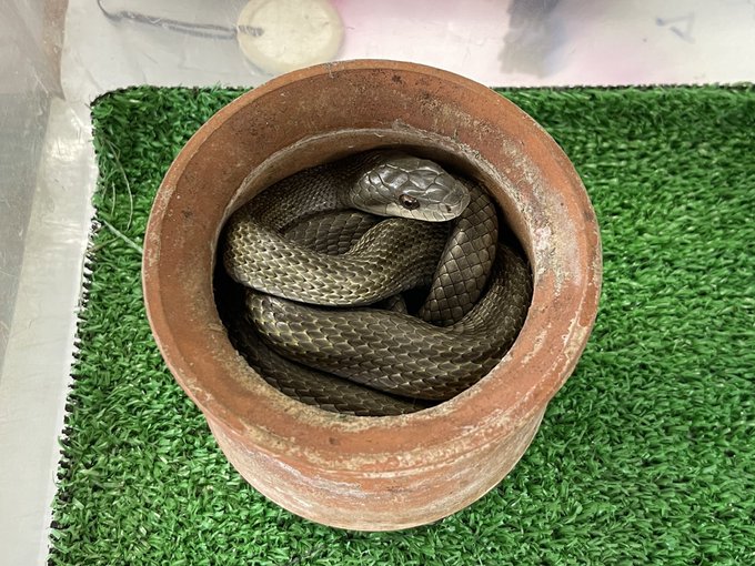 アオダイショウのtwitterイラスト検索結果